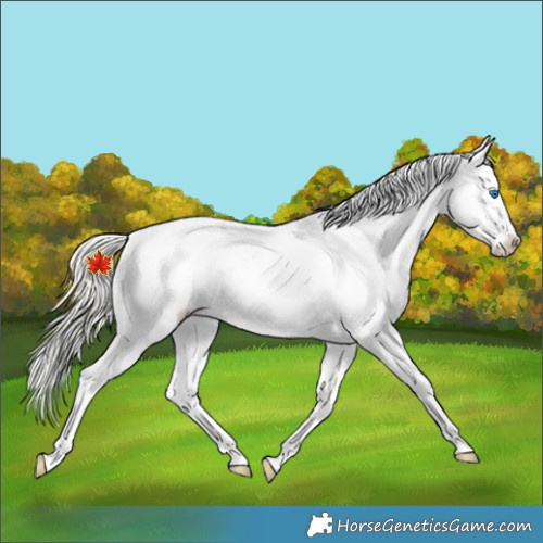 Horse Color:Silver Black Pearl Splash Tobiano Appaloosa Rabicano 