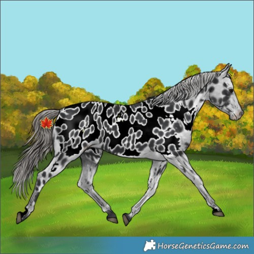 Horse Color:Black Appaloosa 