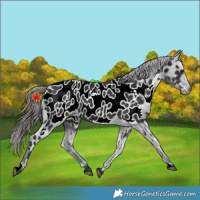 Horse Color:Black Near Leopard 