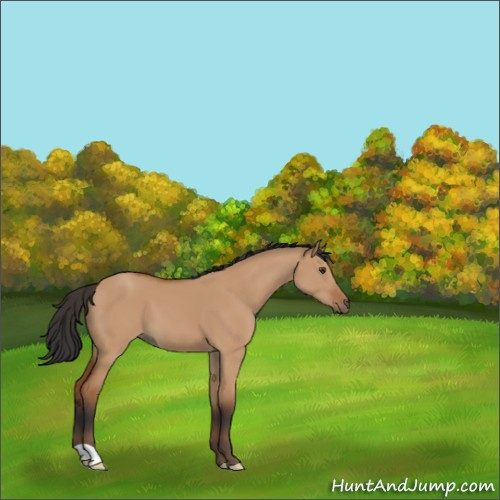 Horse Color:Bay Dun 