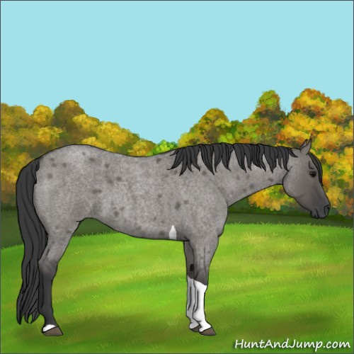 Horse Color:Grullo Roan Tobiano 