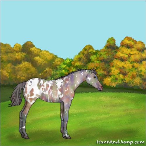 Horse Color:Nacre White Spotted Brown Dun Appaloosa 