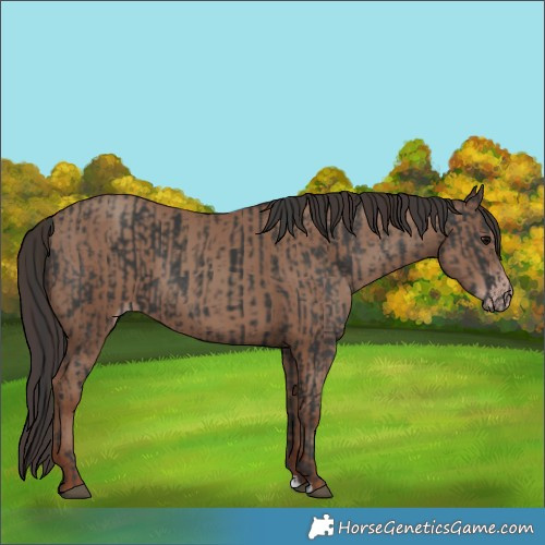 Horse Color:Black  and Classic Champagne 