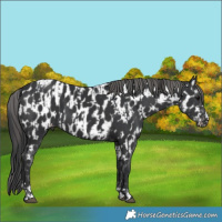 Horse Color:Black  and Black Appaloosa 