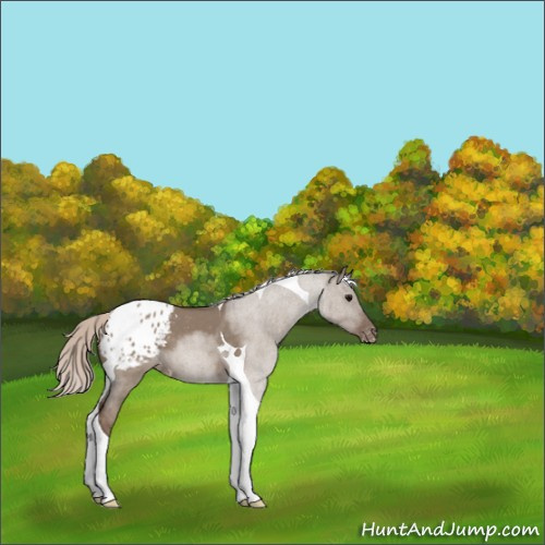 Horse Color:Silver Grullo Tobiano Appaloosa 