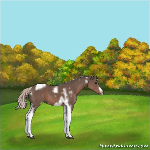 Horse Color:White Spotted Silver Black Tobiano Frame 