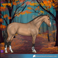 Horse Color:Bay Dun 