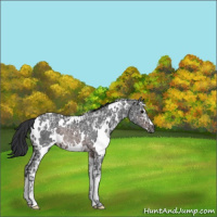 Horse Color:White Spotted Brown Ice Rabicano