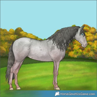 Horse Color:Buckskin Ice Pearl Dun