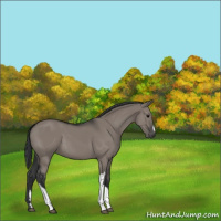 Horse Color:Grullo