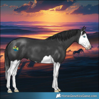 Horse Color:Black Splash