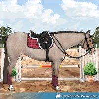 Horse Color:Classic Champagne Roan 