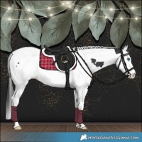 Horse Color:Black Splash Tobiano