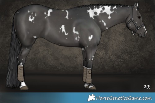 Horse Color:White Spotted Black 