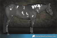 Horse Color:White Spotted Black 