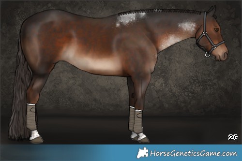 Horse Color:Liver Chestnut Tobiano 