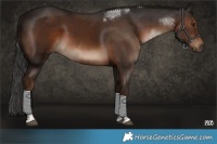 Horse Color:Liver Chestnut Tobiano