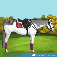 Horse Color:Black Splash Appaloosa