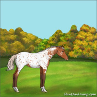 Horse Color:Silver Bay Roan Near Leopard 