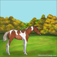 Horse Color:Silver Bay Tobiano Rabicano 