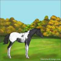 Horse Color:Black Tobiano Appaloosa 
