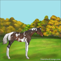 Horse Color:White Spotted Liver Chestnut Tobiano 