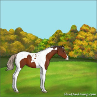 Horse Color:Silver Brown Tobiano 