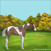 Horse Color:Silver Brown Roan Splash Tobiano 