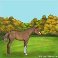 Horse Color:Chocolate Palomino Roan 