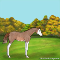 Horse Color:Red Roan Splash 