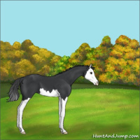 Horse Color:Black Splash 