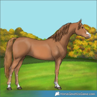 Horse Color:Chestnut 