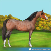 Horse Color:Bay Roan 