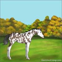 Horse Color:Brown Splash Appaloosa 