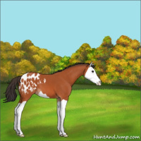Horse Color:Brown Splash Appaloosa 