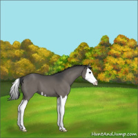 Horse Color:Black Splash