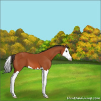 Horse Color:Bay Splash 