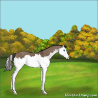Horse Color:Liver Red Dun Splash 
