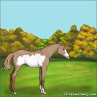 Horse Color:Red Dun Frame