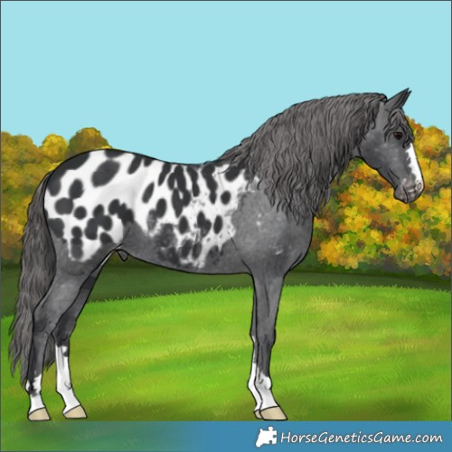 Horse Color:Black Appaloosa 