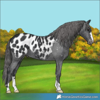 Horse Color:Black Appaloosa