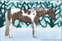 Horse Color:Silver Black Tobiano 