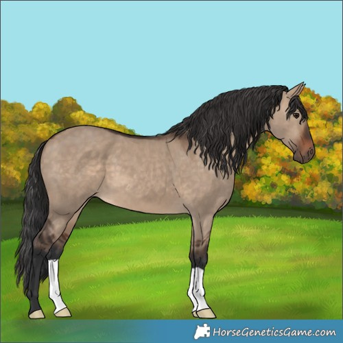 Horse Color:Brown Dun 
