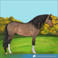 Horse Color:Brown Dun 