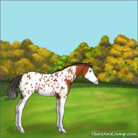Horse Color:Brown Splash Appaloosa 