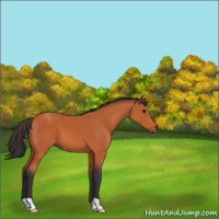Horse Color:Bay 