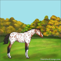 Horse Color:Bay Roan Near Leopard 