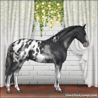 Horse Color:White Spotted Black Splash Tobiano Frame Appaloosa 