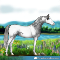 Horse Color:Smoky Blue Roan Splash Tobiano Appaloosa 