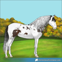 Horse Color:Brown Splash Tobiano Varnish 